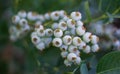 Clusters of blueberries on the plants begin to ripen Royalty Free Stock Photo