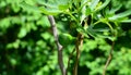 A fig is ripening on the tree Royalty Free Stock Photo