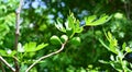 The green fig tree is lush Royalty Free Stock Photo