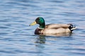 Greenhead drake Royalty Free Stock Photo