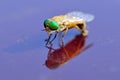 Greenhead Fly Royalty Free Stock Photo