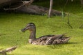 Greenhead in green Royalty Free Stock Photo