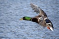 Greenhead Mallard Duck Royalty Free Stock Photo