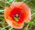 Greenhopper on a poppy flower