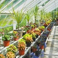 Greenhouse Royalty Free Stock Photo