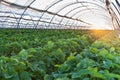 Greenhouse Royalty Free Stock Photo