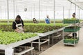 Greenhouse african american farmer cultivating lettuce checking for pests