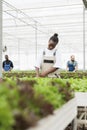 Greenhouse african american farmer cultivating lettuce in hydroponic enviroment taking care of plants