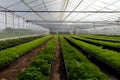 Greenhouse agriculture Growth farm plant freshness nature ,generative AI