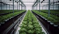 Greenhouse agriculture in a row microcline plant farm polder hydroponics freshness generated by AI