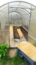 Greenhouse. Arrangement of paths in the greenhouse. Sawdust for the furrow between the ridges in the garden