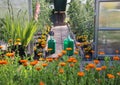 Greenhouse in back garden with open door. Tomatoes and marigold growing inside Royalty Free Stock Photo