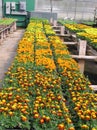 Greenhouse Benches