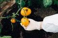 Greenhouse biotechnology engineer examines tomato for disease