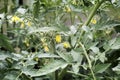 Bloom in the greenhouse tomato plants.