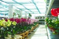 Greenhouse with blooming flowers Royalty Free Stock Photo