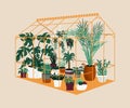 Greenhouse. Botanical house with exotic and home cultivated plants. Modern garden with decorative potted trees. Tropical palms
