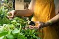 Greenhouse business: gardener work with houseplants in plant nursery. Glasshouse worker or florist Royalty Free Stock Photo