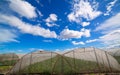 Greenhouse with chard vegetables under dramatic blue sky Royalty Free Stock Photo