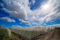 Greenhouse with chard vegetables under dramatic blue sky Royalty Free Stock Photo
