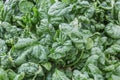 Greenhouse with closeup from cultivated vegetables (Wild Spinach) Royalty Free Stock Photo