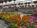 Array of marigolds in a commercial greenhouse