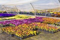 Greenhouse with  colorful blooming violets in holland Royalty Free Stock Photo