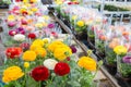 Greenhouse with colorful flower Buttercups wrapped in plastic foil