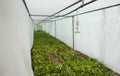 Greenhouse with coniferous seedlings in the agricultural sector. Lots of green seedlings in small pots under a sprinkler