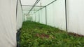 Greenhouse with coniferous seedlings in the agricultural sector. Lots of green seedlings in small pots under a sprinkler
