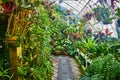 Greenhouse conservatory with pathway lined with potted plants