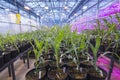 Greenhouse corn rows in pots