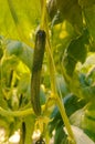 Greenhouse cucumber