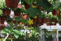 Greenhouse cucumber plants produce long, smooth fruits. Cucumbers taste fabulous and can be grown in a greenhouse. Growth And Blo