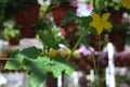 Greenhouse cucumber plants produce long, smooth fruits. Cucumbers taste fabulous and can be grown in a greenhouse. Growth And Blo