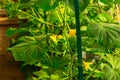 Greenhouse Cucumbers Cultivation On Eco Farm