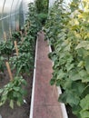 Greenhouse with cucumbers and peppers and. Healthy eating. Garden.