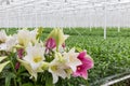 Greenhouse with cultivation of colorful lily flowers