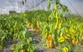 Greenhouse cultivation of organic peppers, selective focus