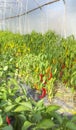 Greenhouse cultivation of organic peppers, selective focus