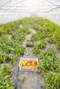 Greenhouse cultivation of organic peppers, selective focus