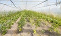 Greenhouse cultivation of organic tomatoes, selective focus Royalty Free Stock Photo