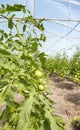 Greenhouse cultivation of organic tomatoes, selective focus Royalty Free Stock Photo