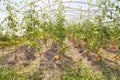 Greenhouse cultivation of organic tomatoes, selective focus Royalty Free Stock Photo