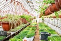 Greenhouse, cultivation of plants and flowers