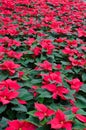 Greenhouse cultivation of poinsettias Royalty Free Stock Photo