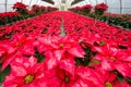 Greenhouse cultivation of poinsettias Royalty Free Stock Photo