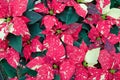 Greenhouse cultivation of poinsettias