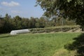 Greenhouse cultivation vineyards