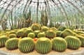 Greenhouse of desert plants